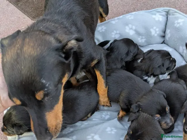 Jack Russell dogs for sale: Jack Russel puppies - Advert 1