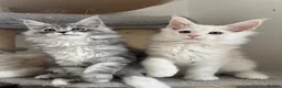 Maine Coon cats for sale: Stunning litter of Maine coon babies!  - Advert 8