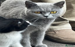 Mixed Breed cats for sale: 3 female kittens ready to go  - Image 1