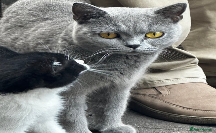 Mixed Breed cats - Advert 1