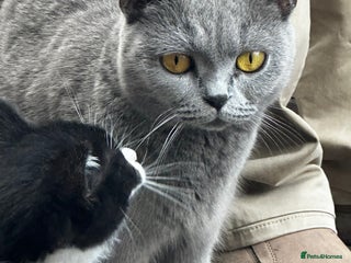 Mixed Breed cats - Advert 17