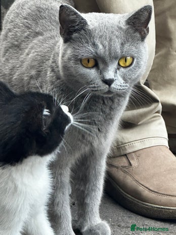 Mixed Breed cats - Advert 17