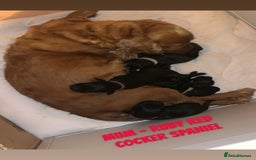 Cocker Spaniel dogs for sale: COCKER SPANIEL PUPPIES  - Image 1