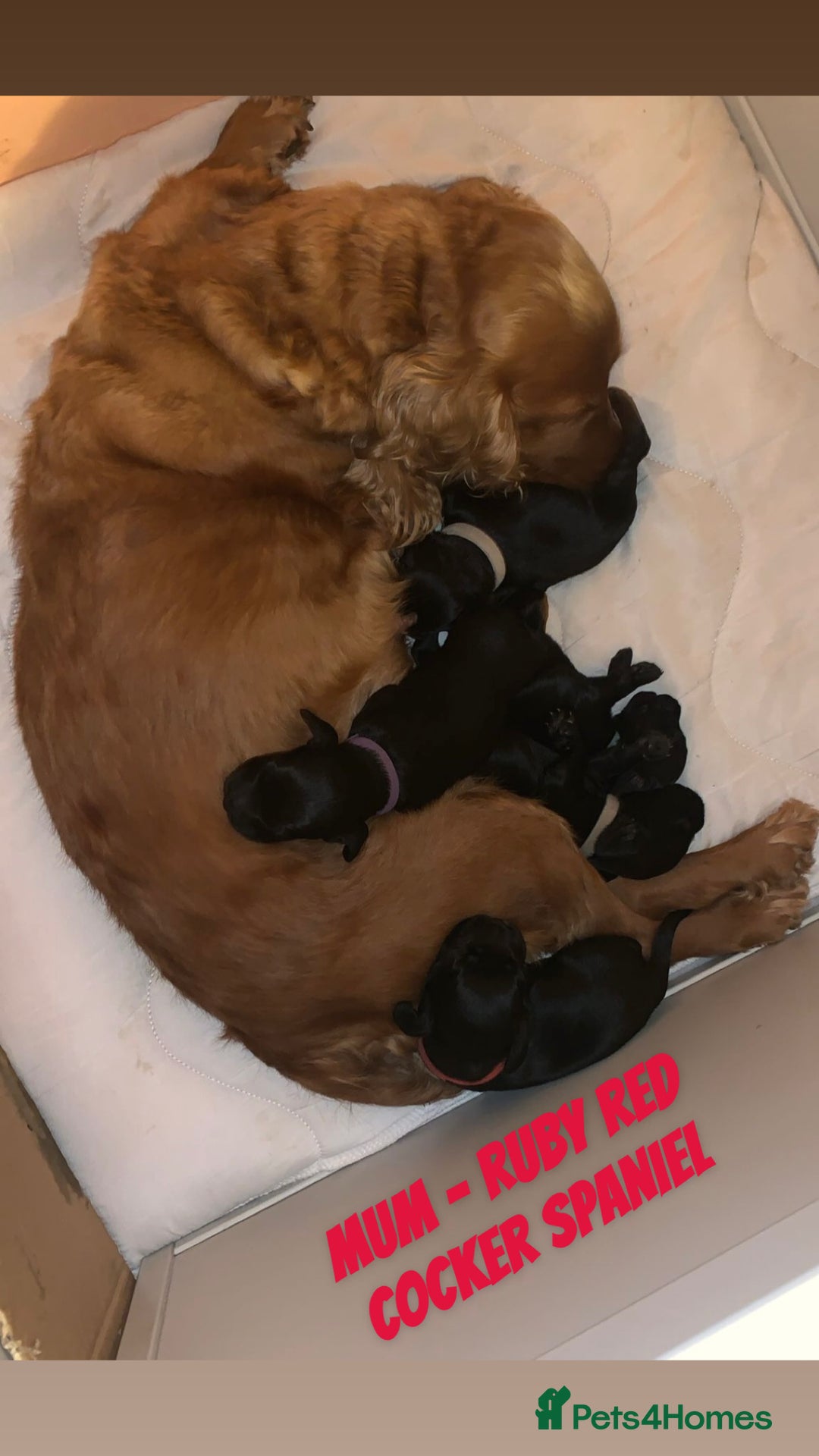 Cocker Spaniel dogs for sale: COCKER SPANIEL PUPPIES  - Image 1