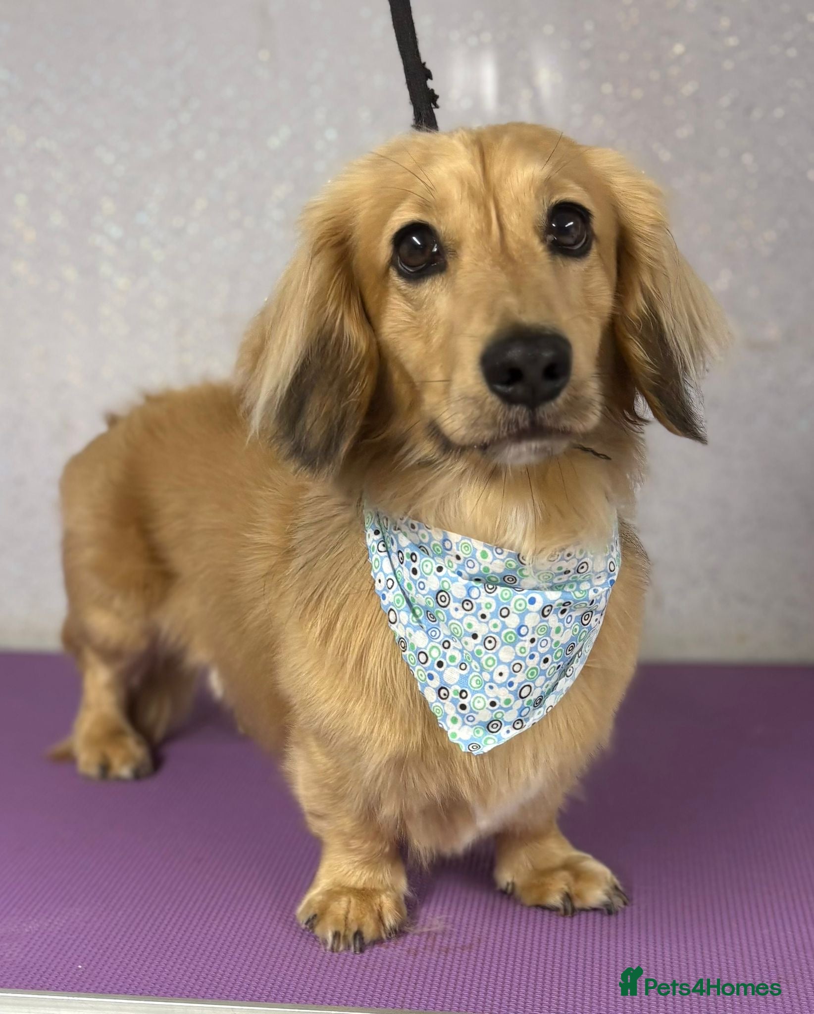 Miniature Dachshund dogs miniature longhaired dachshund for stud  in Newport - Advert 2