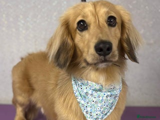 Miniature Dachshund dogs in Newport - Advert 12