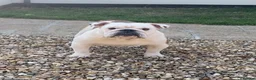 English Bulldog dogs for sale: Beautiful KC Reg Bulldog Puppies - Advert 13