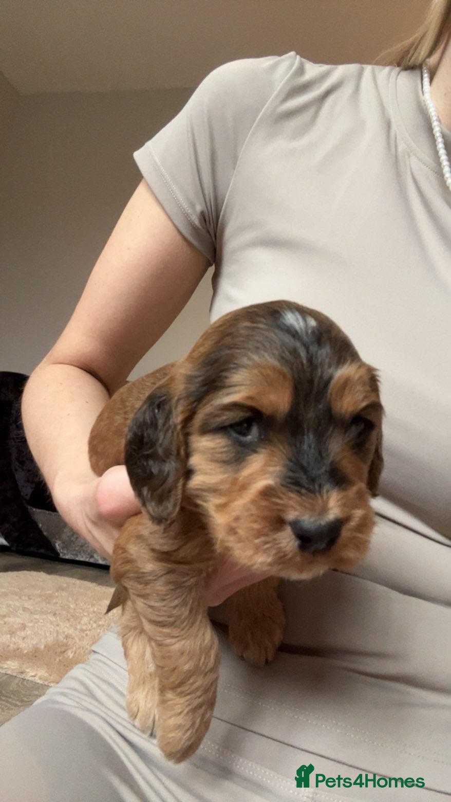 Cockapoo Puppy 4
