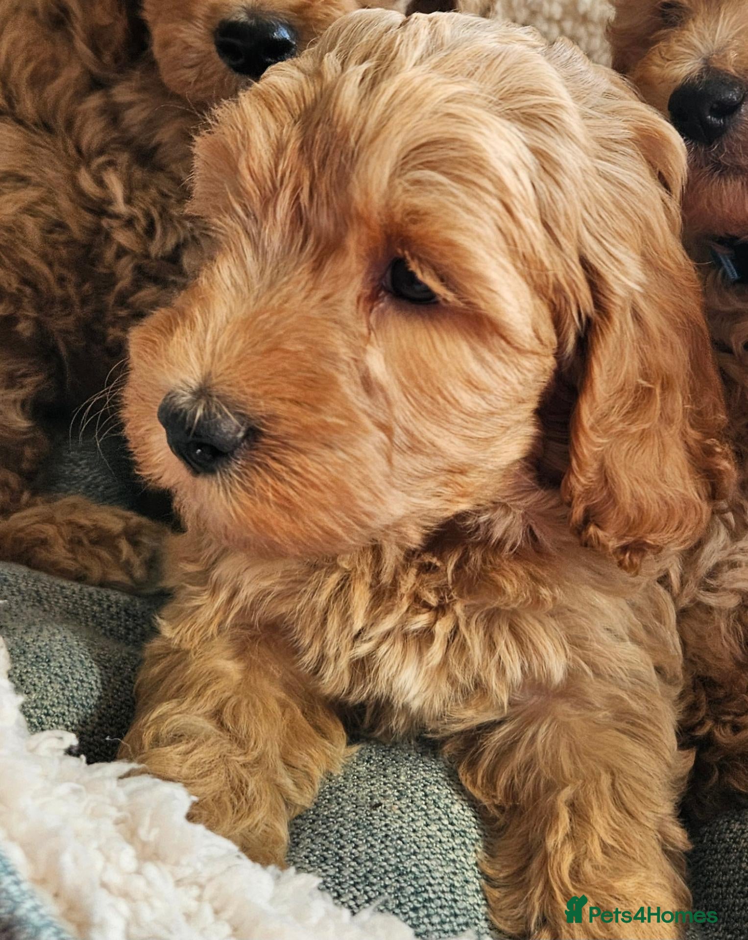 Cockapoo dogs 1 Girl Ready for loving homes, licensed breeder!   - Advert 1