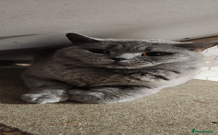 British Shorthair cats - Advert 16