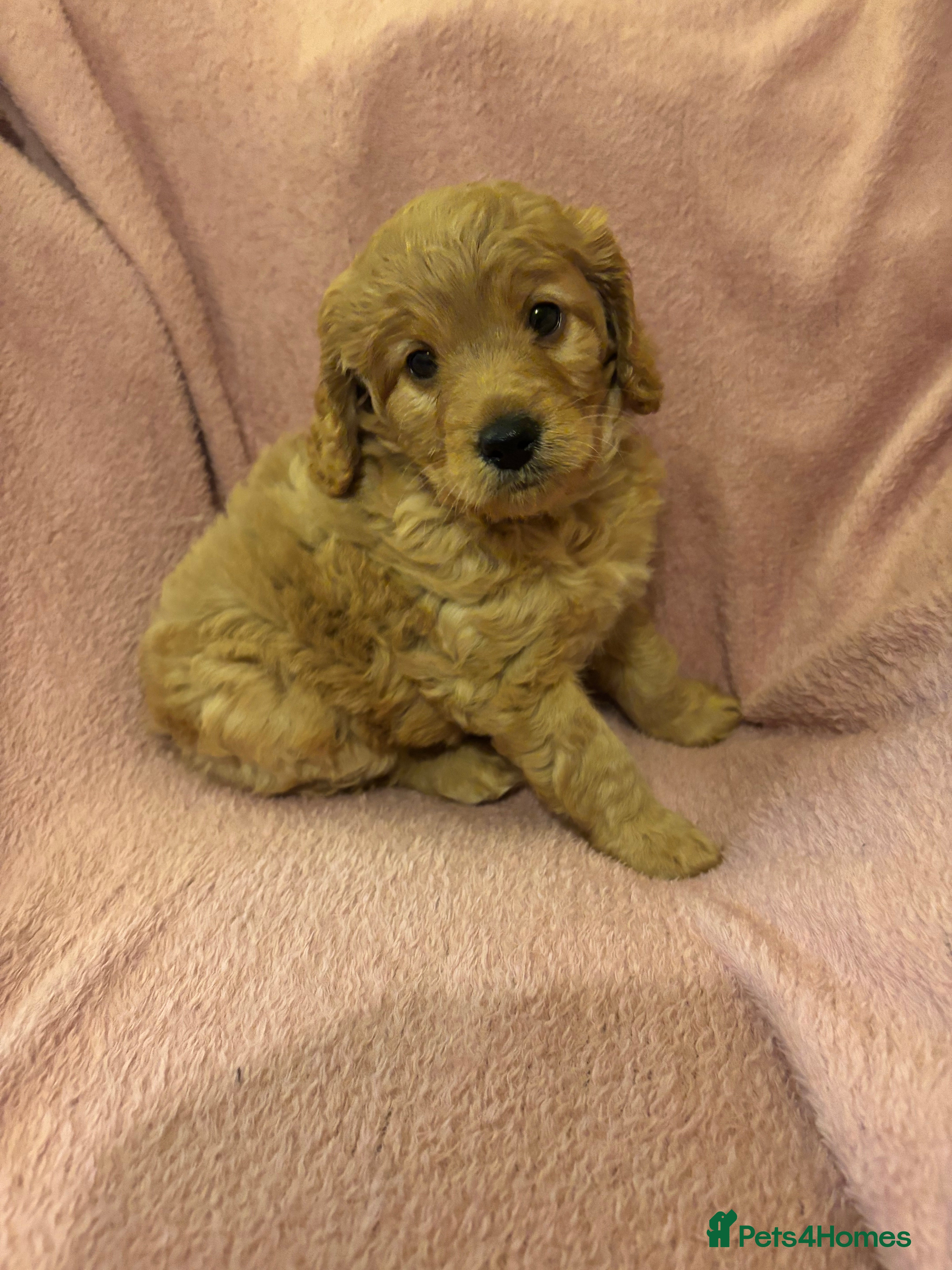 Cockapoo dogs Last cockapoo boy looking for his forever home ❤️ - Advert 4