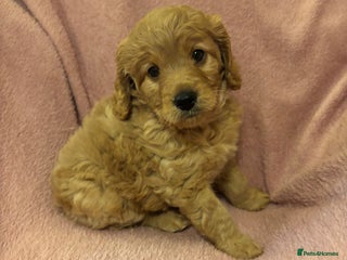 Cockapoo dogs Last cockapoo boy looking for his forever home ❤️ - Advert 9