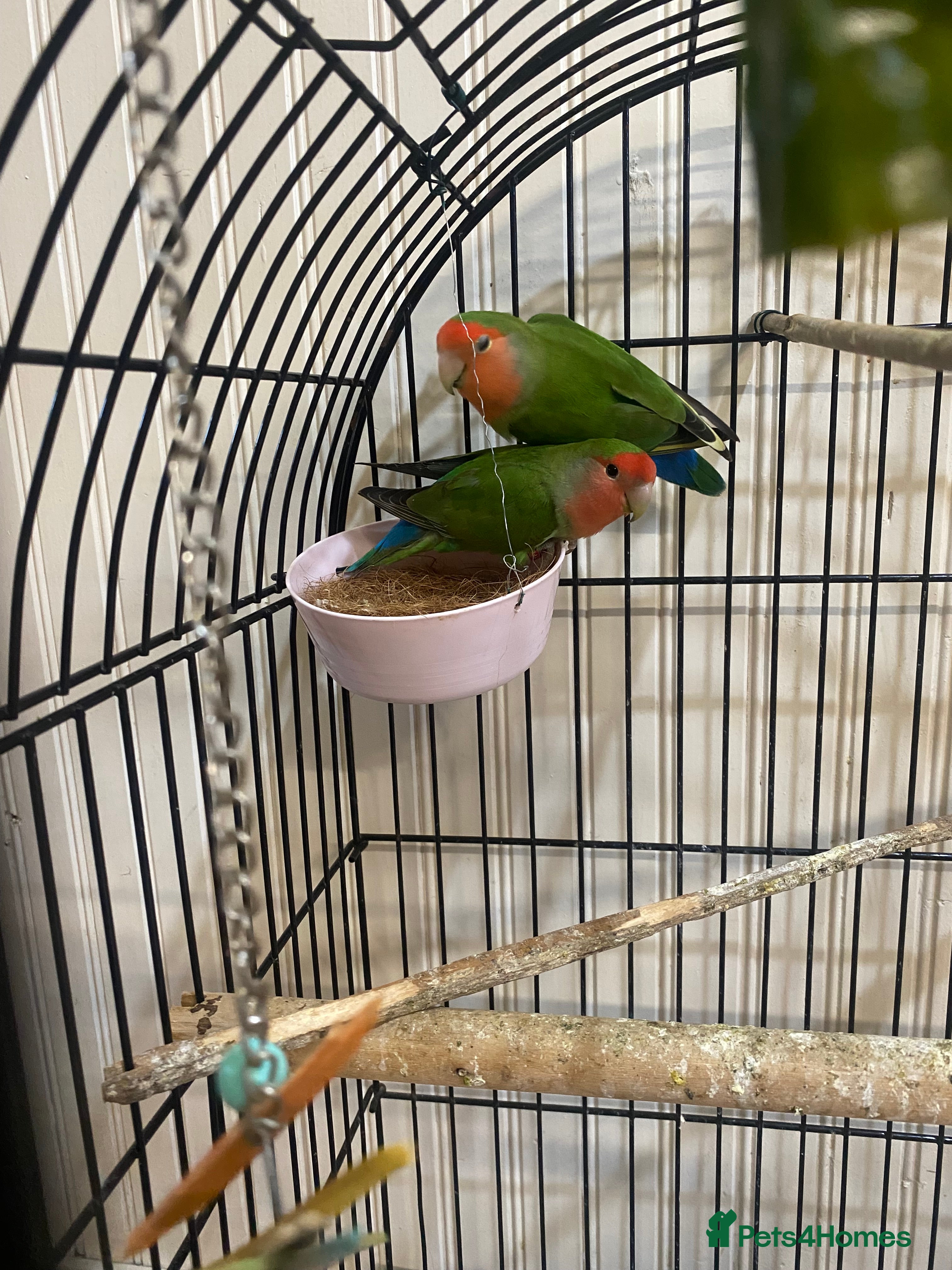 Lovebirds birds African Lovebirds (male & female) - Advert 1