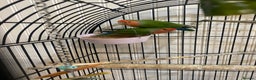 Lovebirds birds for sale: African Lovebirds (male & female) - Advert 1