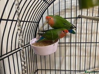 Lovebirds birds African Lovebirds (male & female) - Advert 1