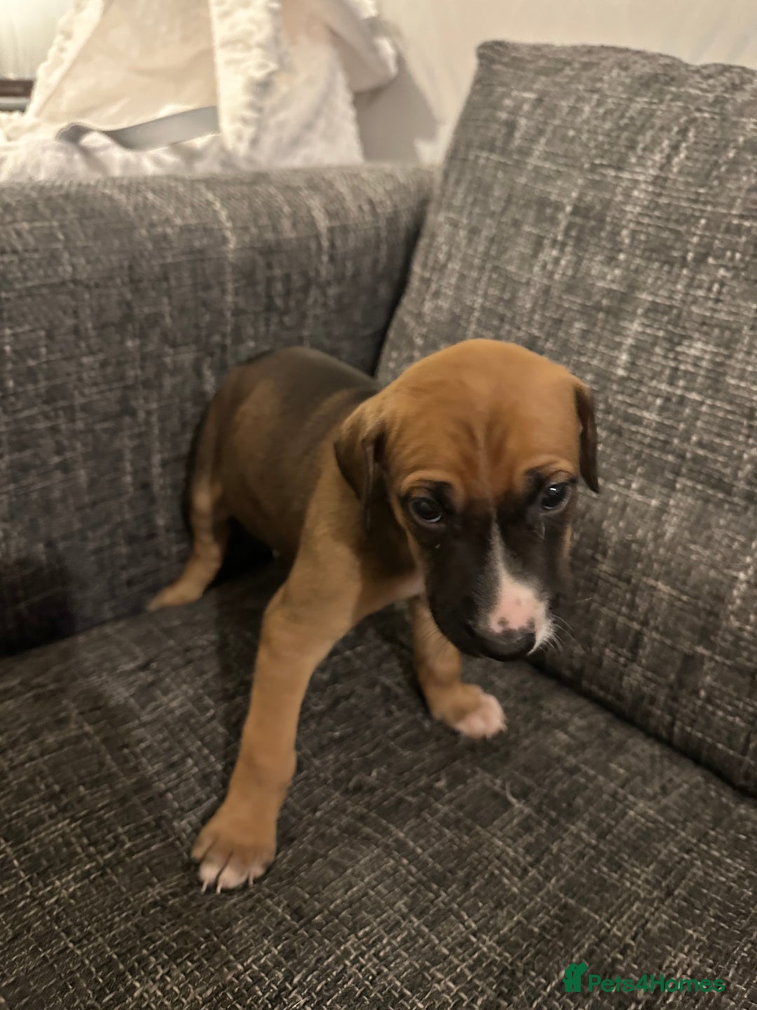 Mixed Breed dogs for sale: Bull X Lurchers - Working Lines - Image 15