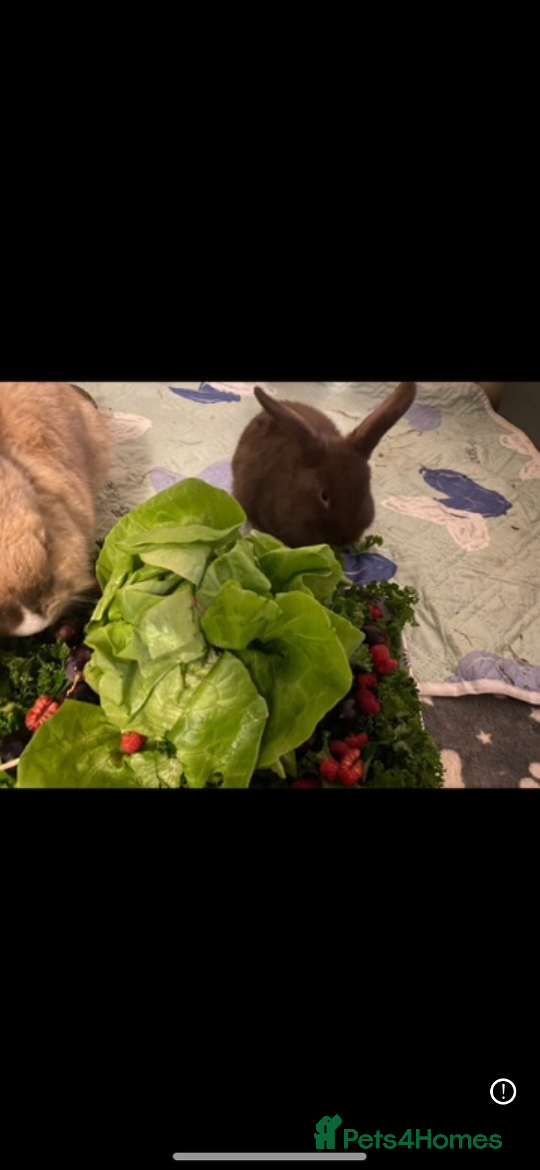 Lionhead rabbits for sale: ⭐️Beautiful lionhead bunnies⭐️ - Advert 3