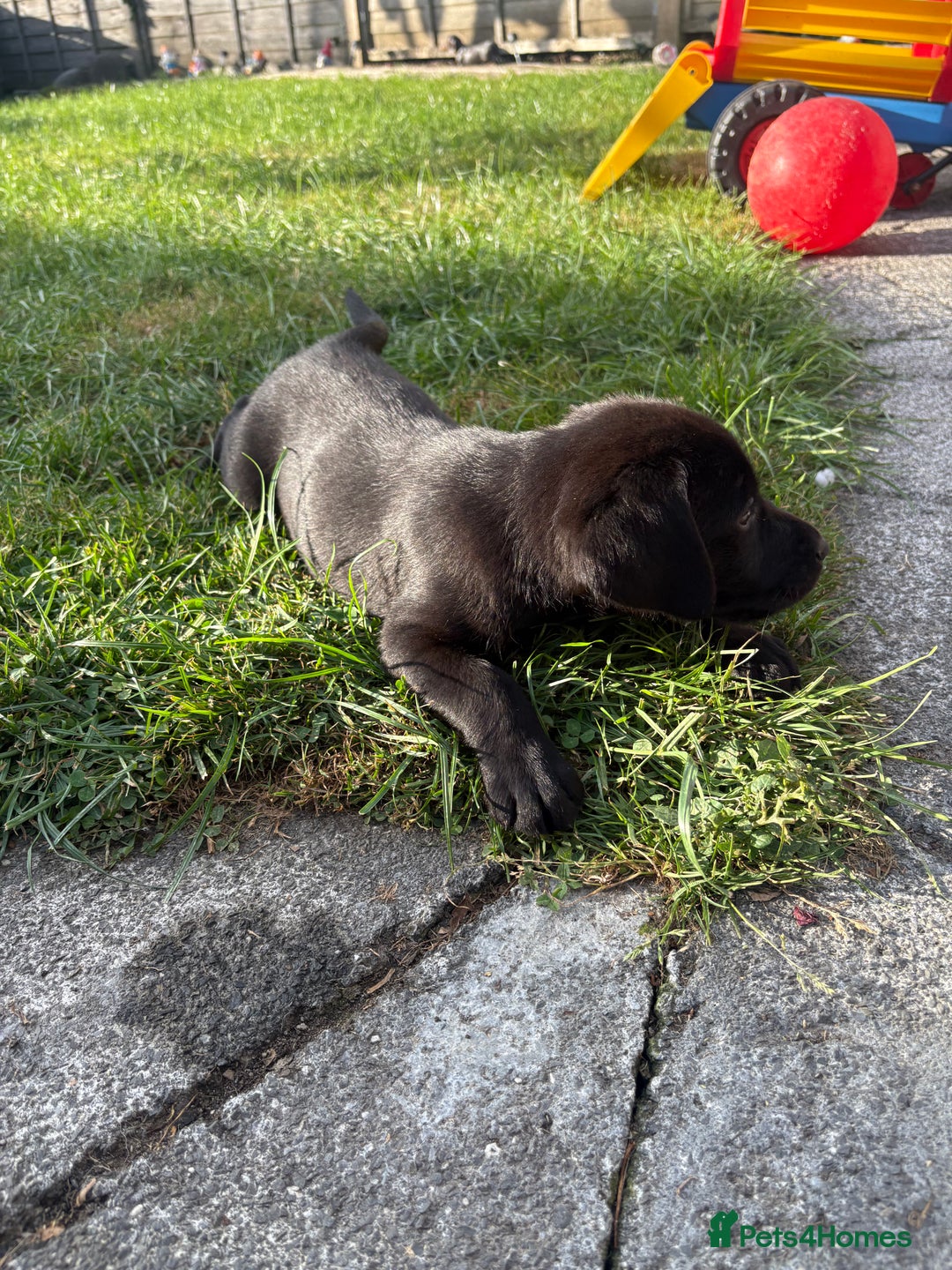 Labrador Retriever dogs for sale: ⭐️READY TO GO NEXT WEEK⭐️KC Reg Labrador Puppies  - Image 25
