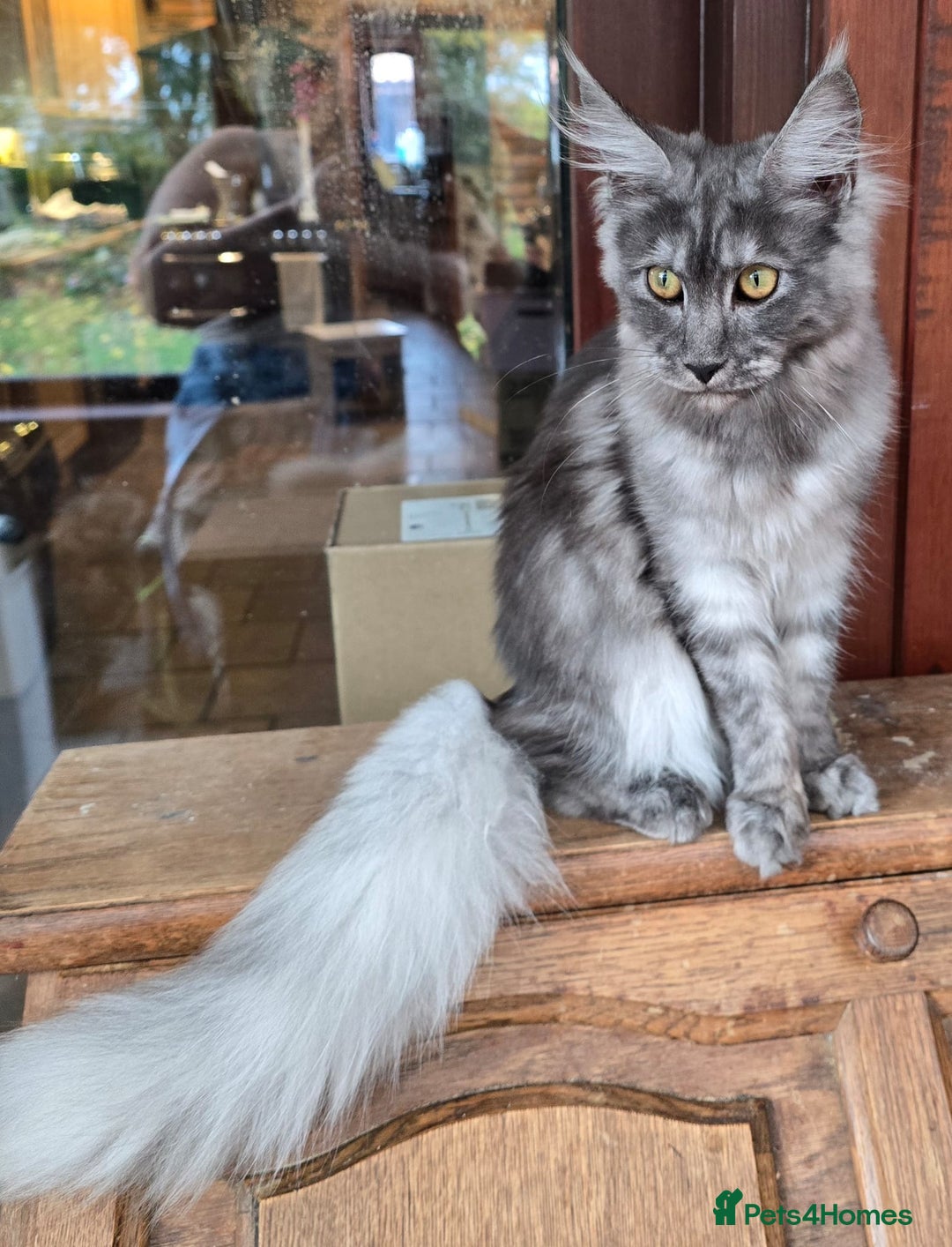 Maine Coon cats for sale: Black Smoke - Image 2