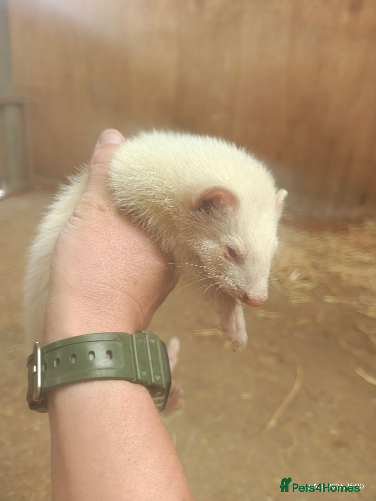 Ferret rodents 3 male ferrets  - Advert 1