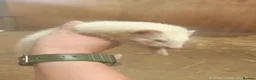 Ferret rodents for sale: 3 male ferrets  in Shrewsbury - Advert 1