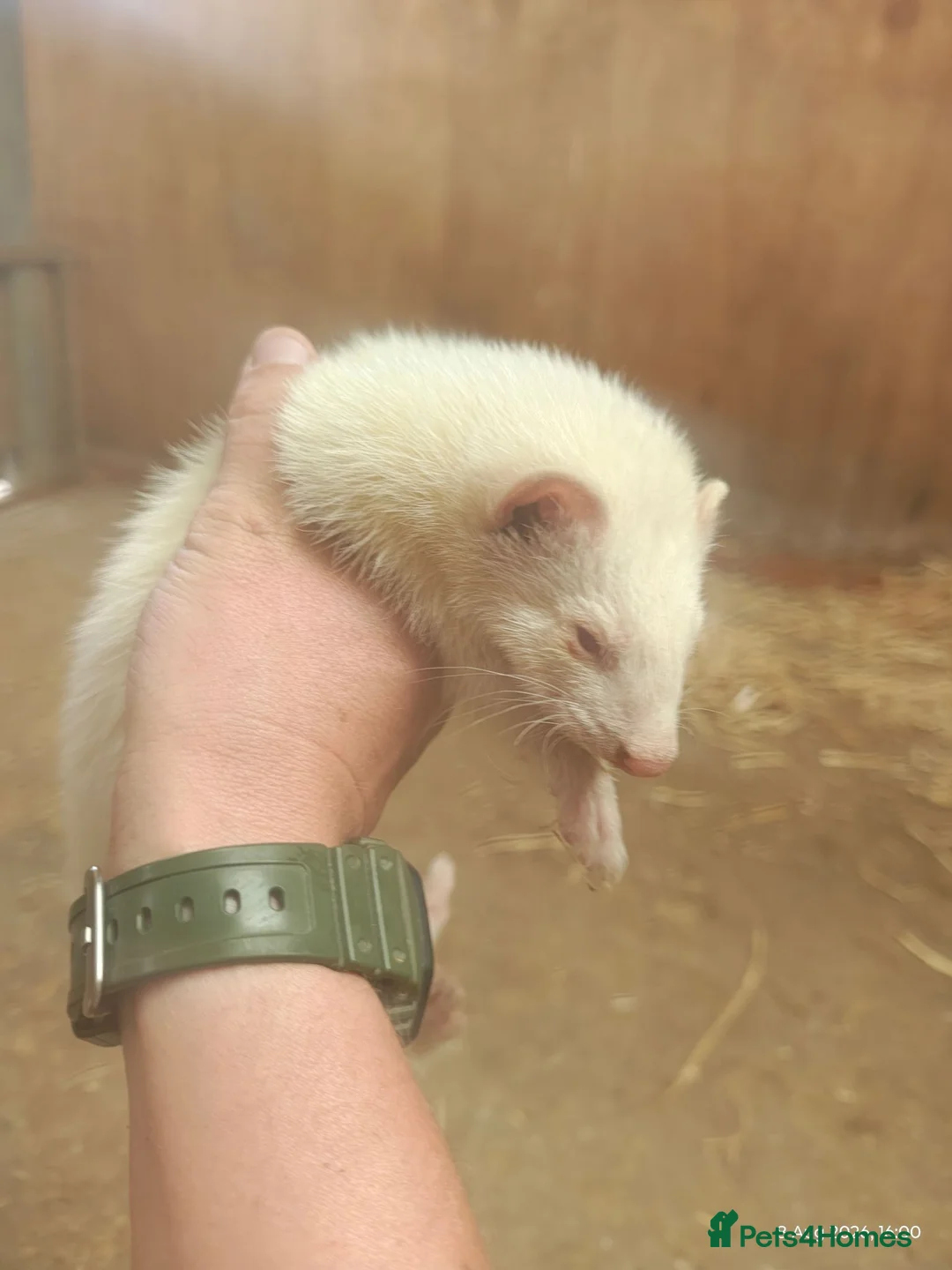 Ferret rodents for sale: 3 male ferrets  in Shrewsbury - Advert 1