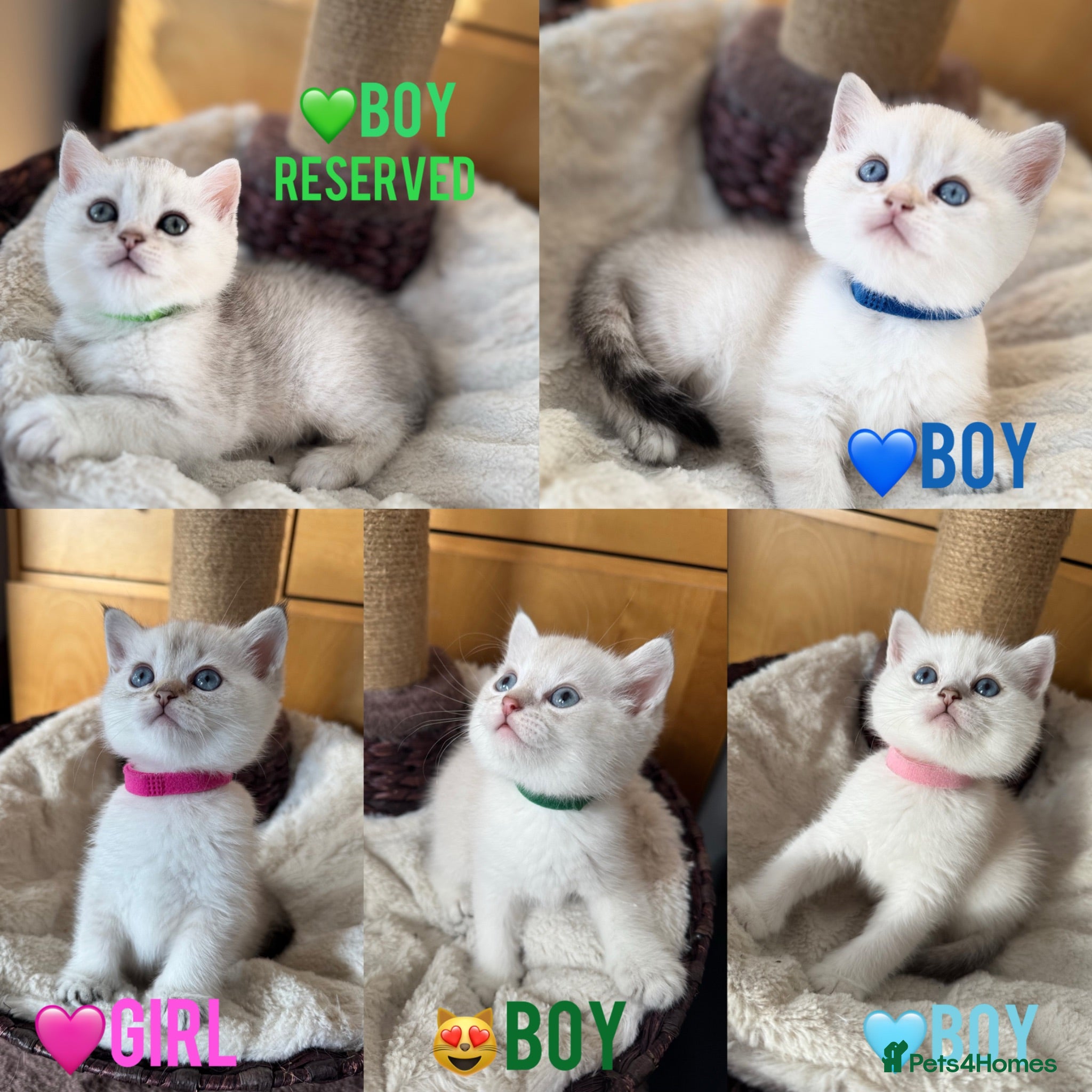 British Shorthair cats Beautiful BSH Silver shaded TICA kittens - Advert 18
