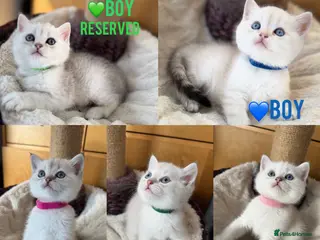 British Shorthair cats Beautiful BSH Silver shaded TICA kittens - Advert 4