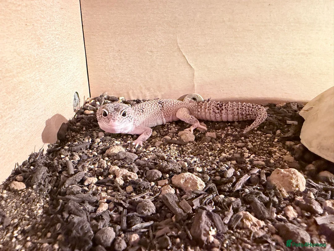 Leopard Gecko reptiles for sale: Leopard gecko - Advert 1
