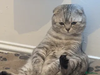 Scottish Fold cats Urgent In search of a calling Queen - Advert 6