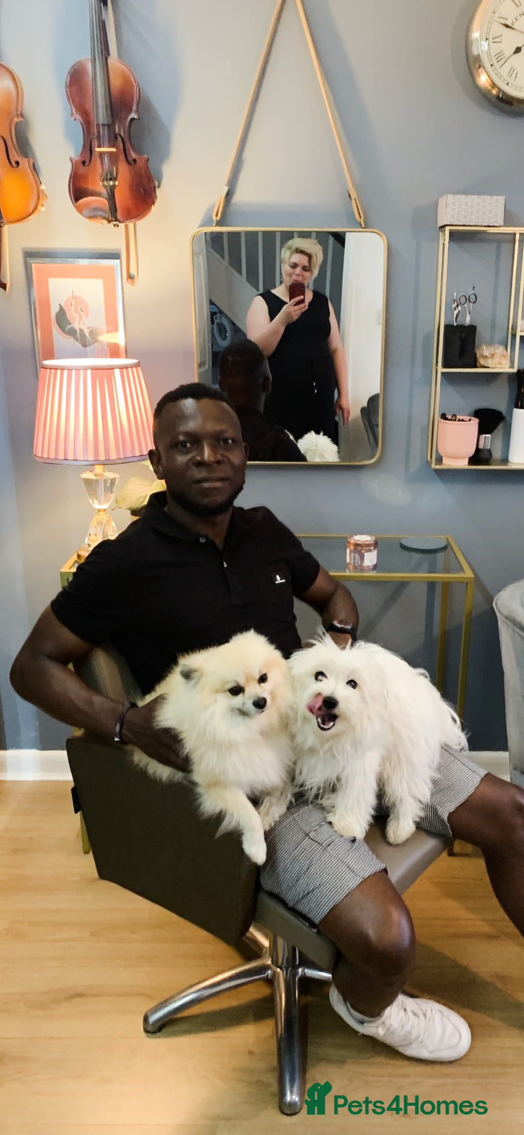 Mixed Breed dogs for sale: Maltipom  - Image 9
