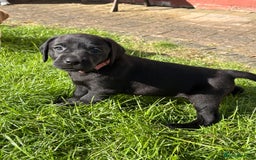 Labrador Retriever dogs for sale: KC reg labs- working bloodline  in Lanark - Image 22