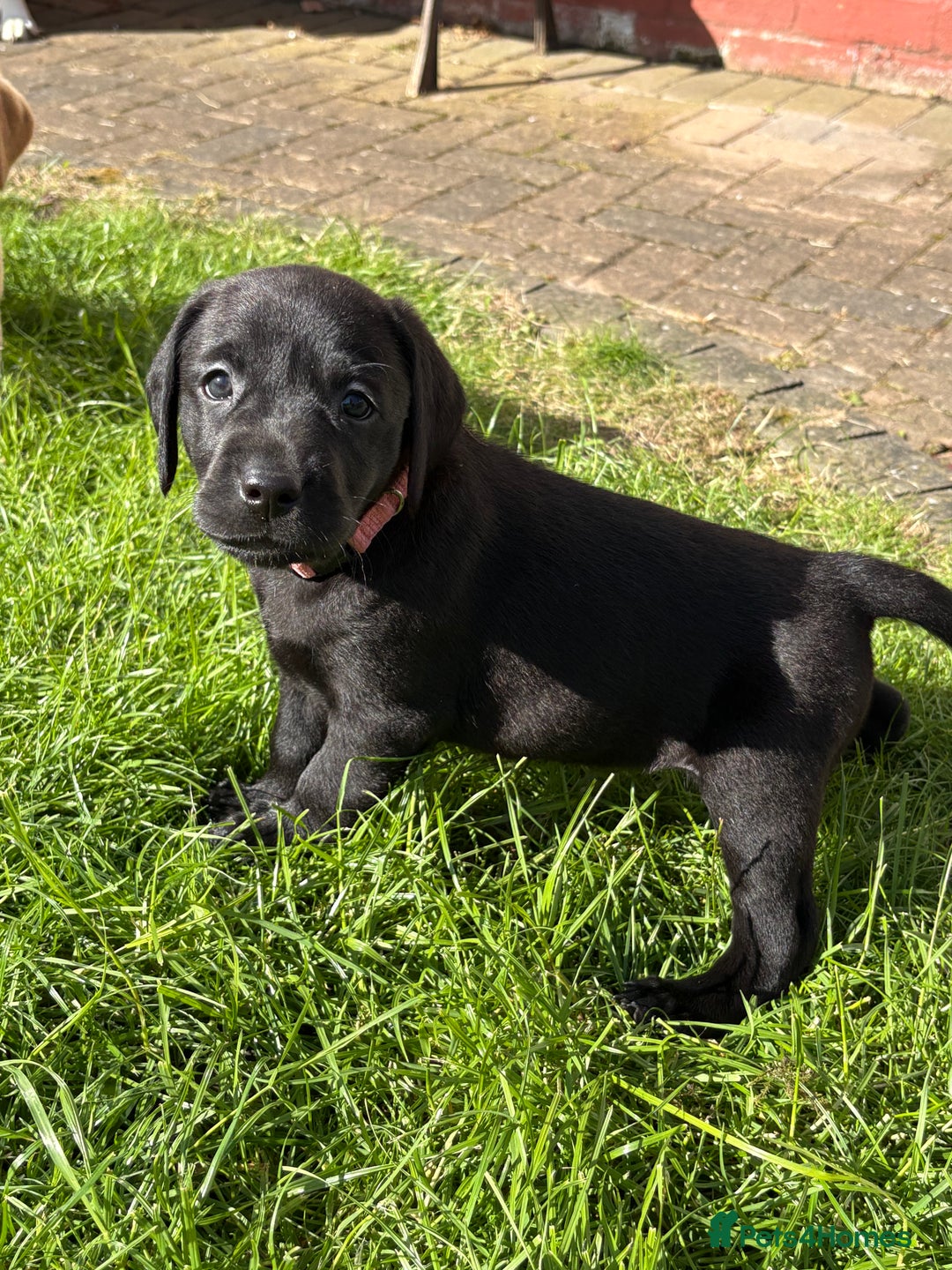 Labrador Retriever dogs for sale: KC reg labs- working bloodline  in Lanark - Image 22