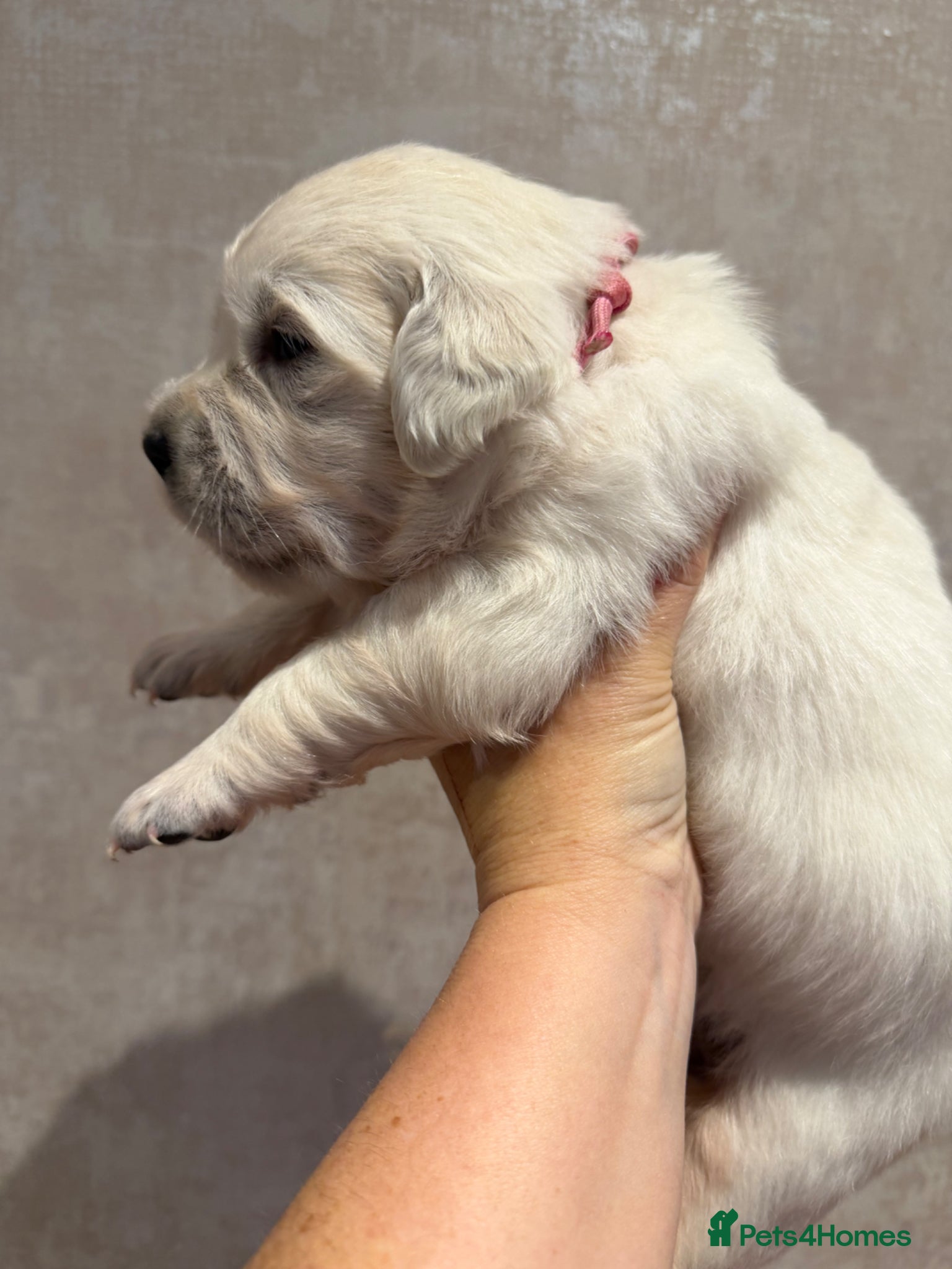 Golden Retriever dogs ICT Clear. Fully health tested. KC reg cream pups - Advert 2