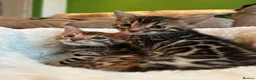 Bengal cats for sale: ❤️ Stunning Pure Bengal Kittens ❤️ - Advert 15