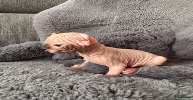 Sphynx cats - Advert 6
