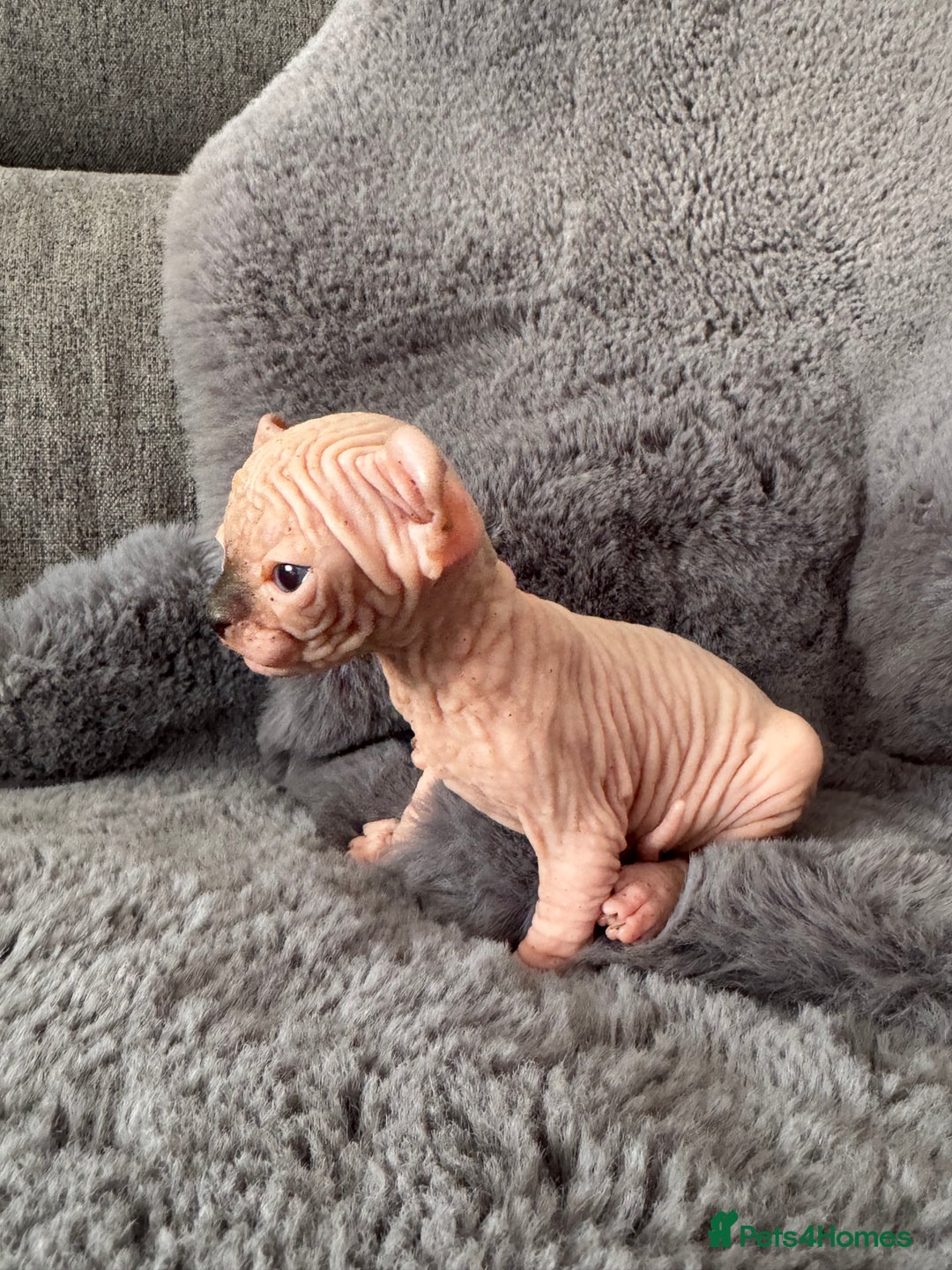Sphynx cats for sale: 🔥Sphynx and Elf kittens🔥 - Image 2