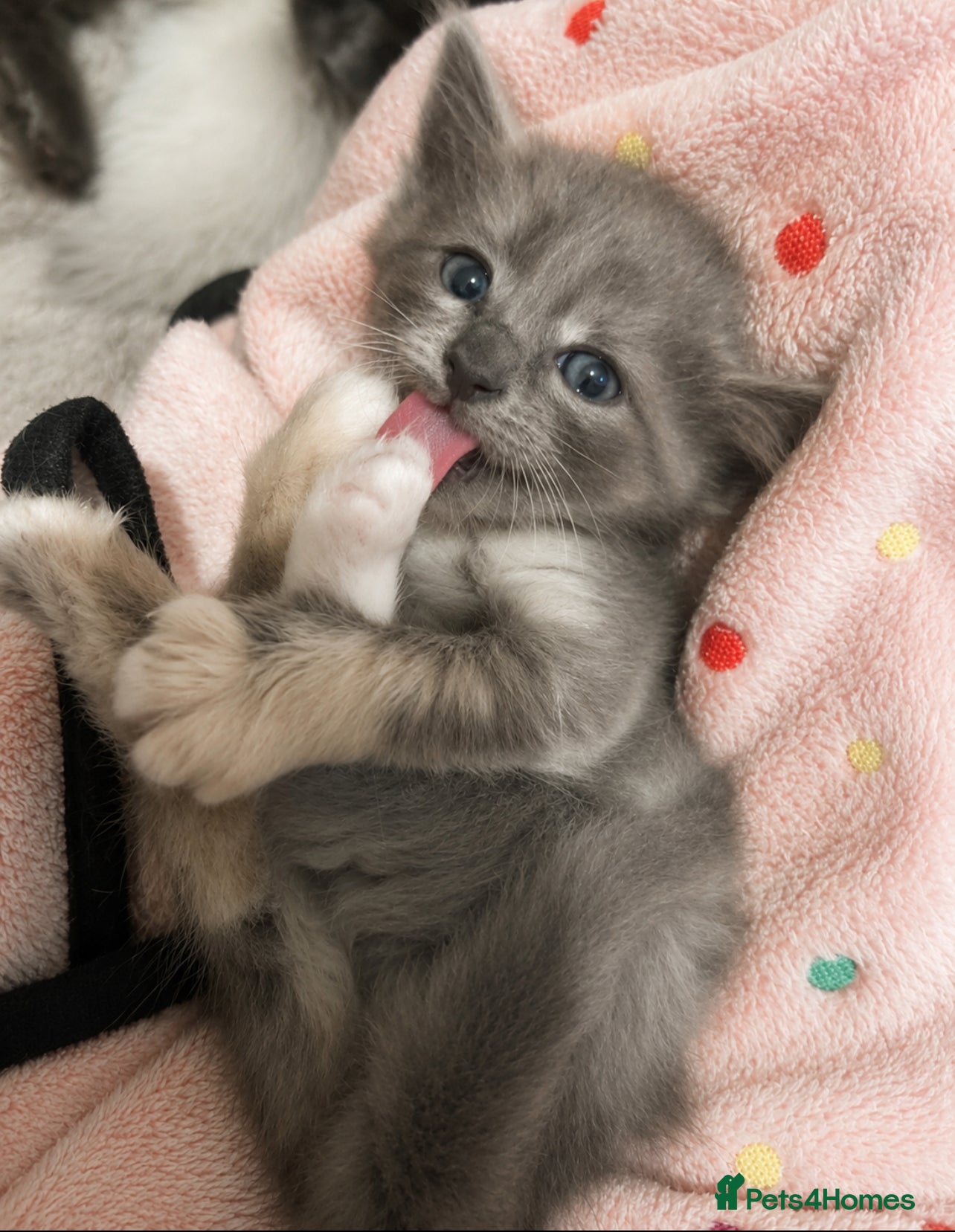 Mixed Breed cats for sale: Beautiful half ragdoll kittens 💖 - Advert 14