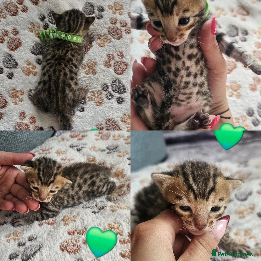 Bengal cats for sale: Bengal in Dundee - Advert 13