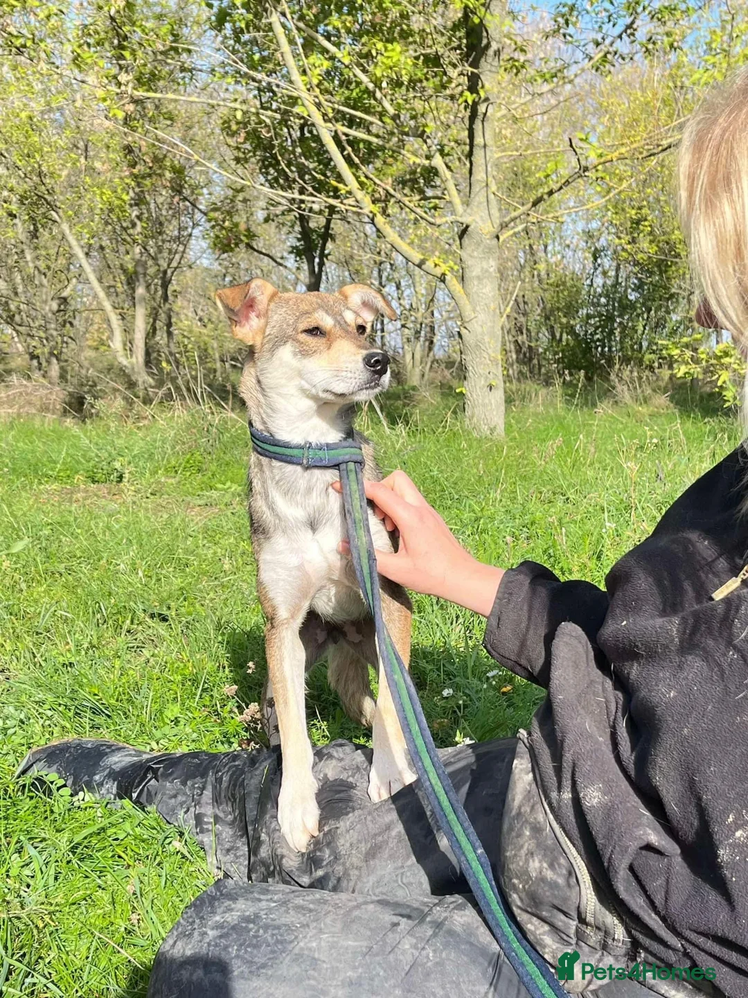 Mixed Breed dogs for adoption: Fizz - Norwich Norfolk  in Norwich - Advert 16