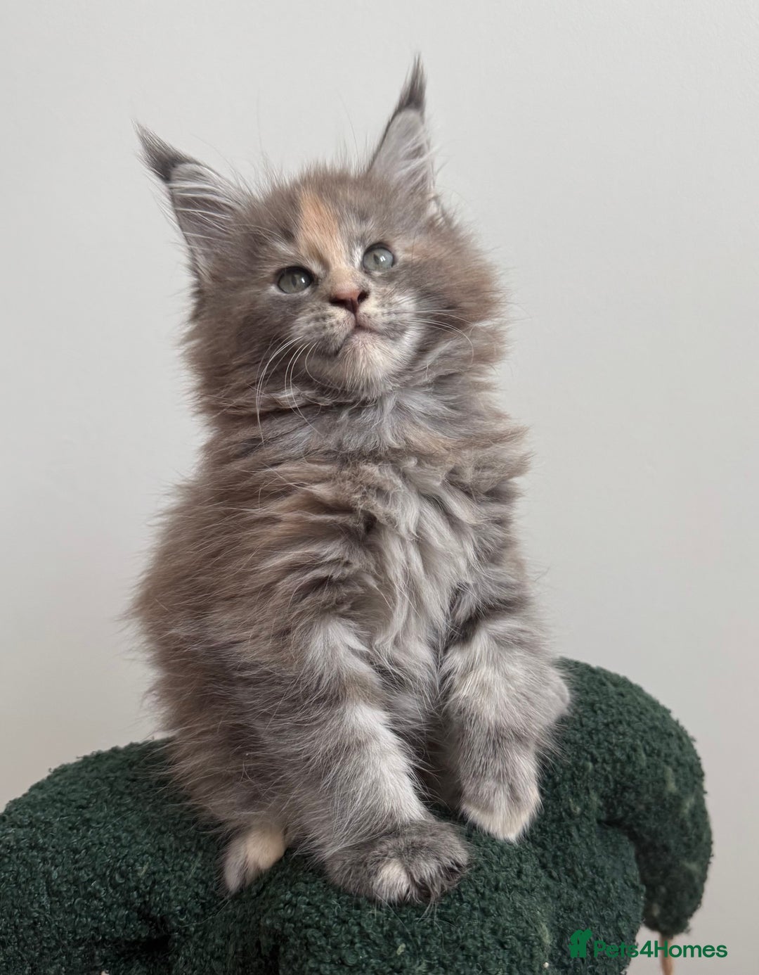 Maine Coon cats for sale: Ready for reservation 🥰 - Image 5