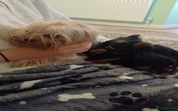 Yorkshire Terrier dogs for sale: Piece of Happiness!!! - Image 3