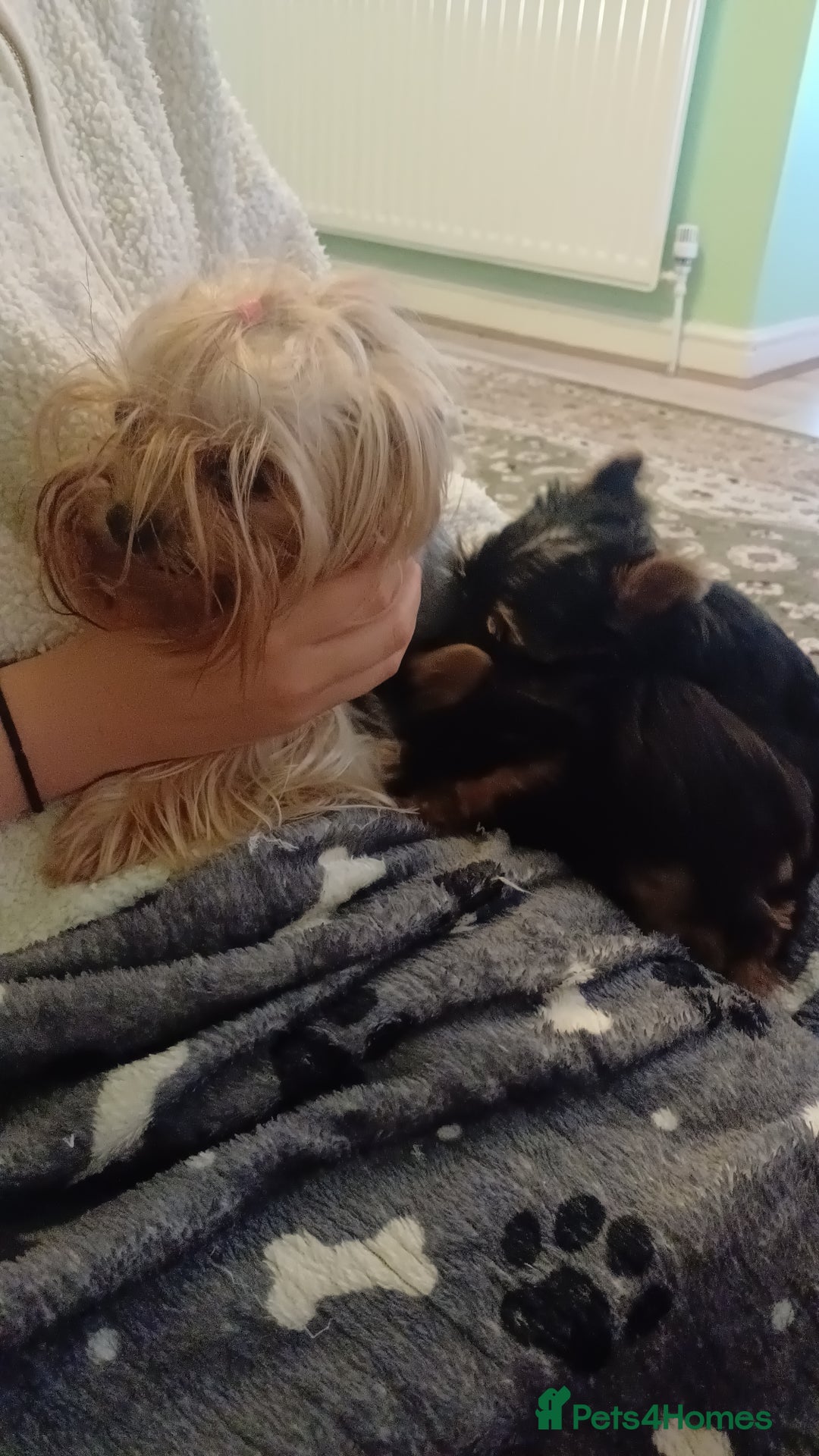 Yorkshire Terrier dogs for sale: Piece of Happiness!!! - Image 3