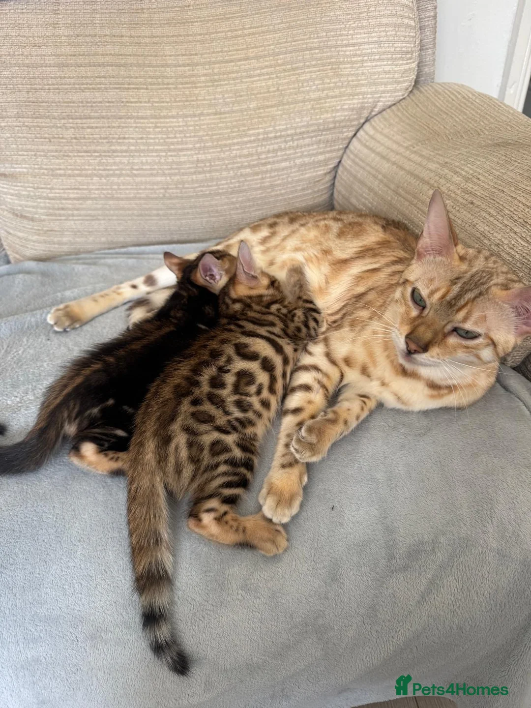 Bengal cats for sale: 🐾 Beautiful Bengal Kittens 🐾 - Advert 1