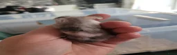 Mouse rodents for sale: Mice for sale  - Advert 6