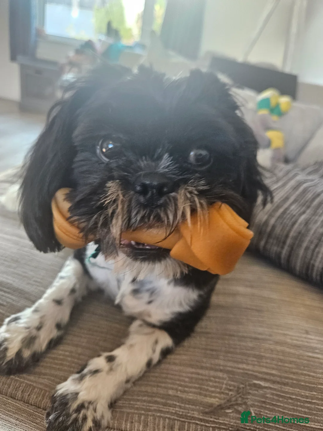 Shih Tzu dogs for stud: BRUCE -male dog looking to stud for the 1st time in Stockport - Advert 2