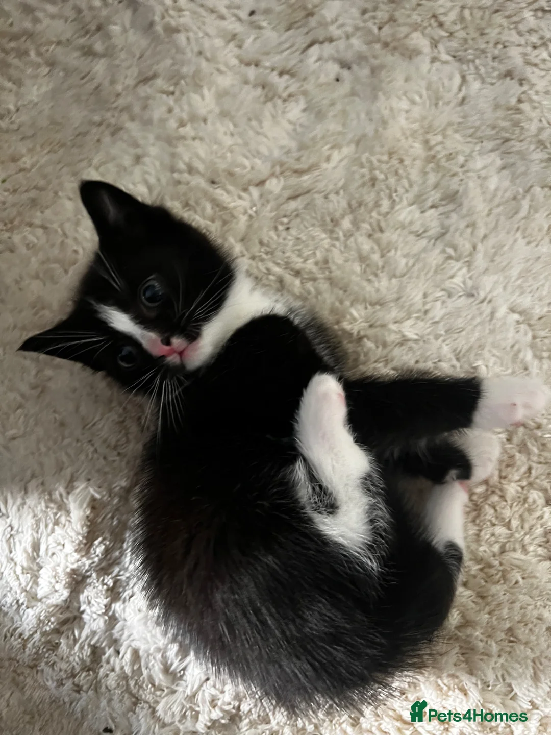 Mixed Breed cats for sale: Kittens - Advert 2