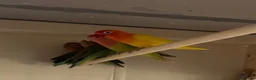 Lovebirds birds for sale: Lovely proven pair of Fischer love birds  - Advert 3