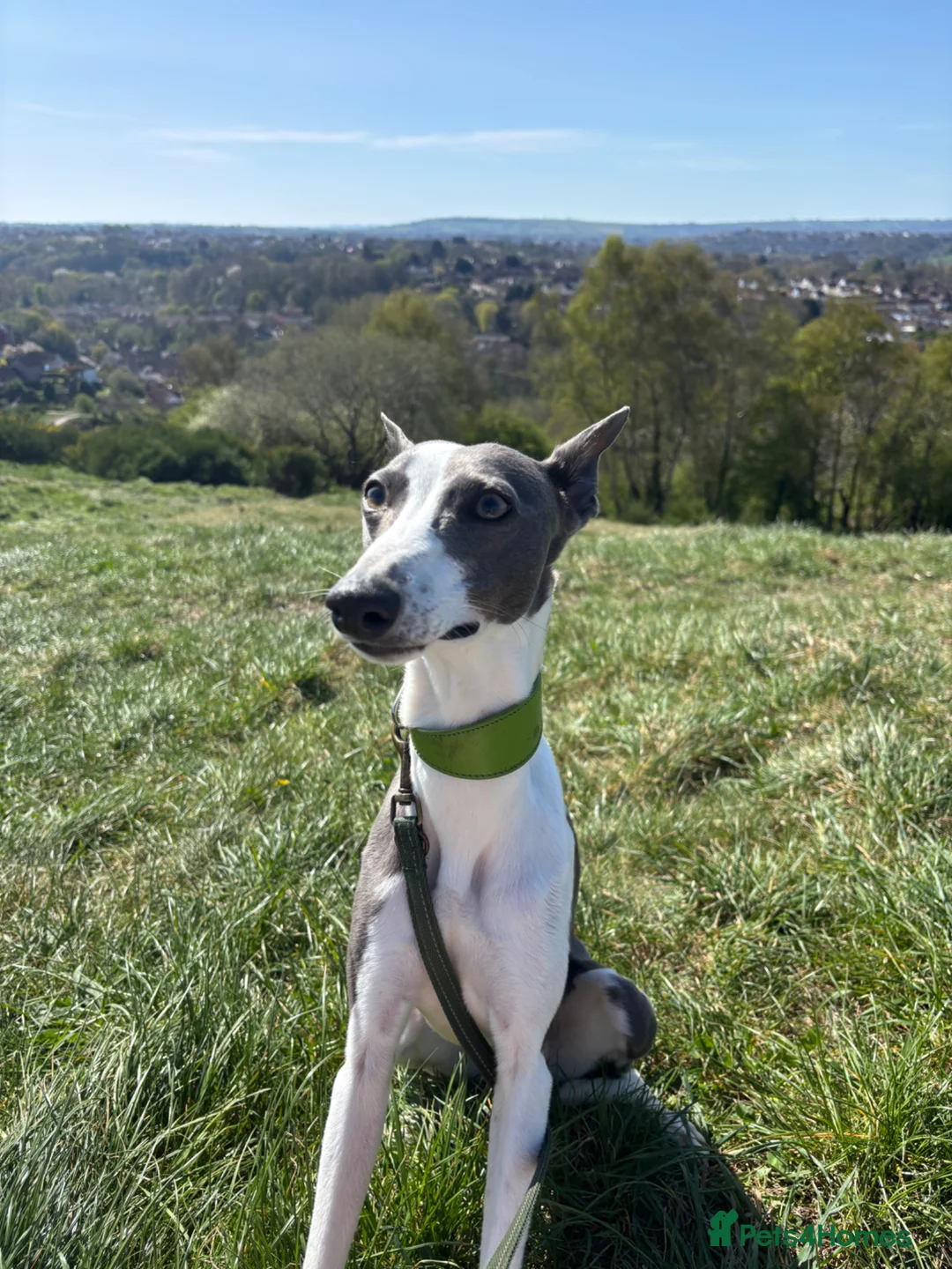 Whippet dogs for sale: Whippet being rehomed  - Advert 5