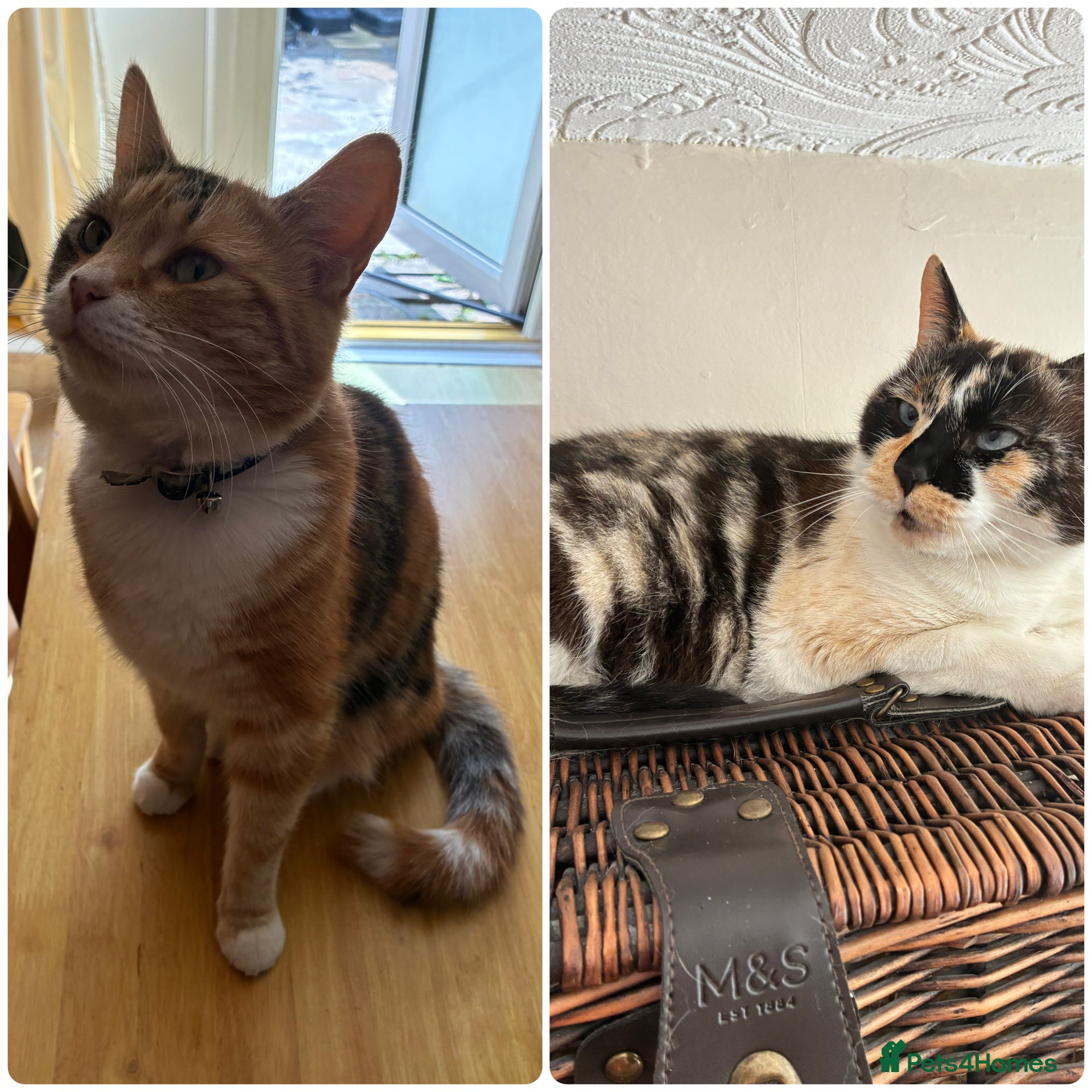 Mixed Breed cats Two adult cats for sale  - Advert 18